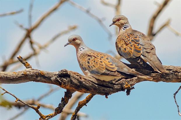 Environmental groups have long been calling for a legally binding target to protect species such as turtle doves. Photograph: David López/EyeEm/Getty Images