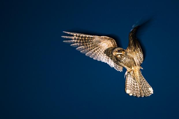 Ground nesting birds such as nightjars are threatened by dog walkers in the Thames Basin Heaths. Photograph: James Warwick/Getty Images