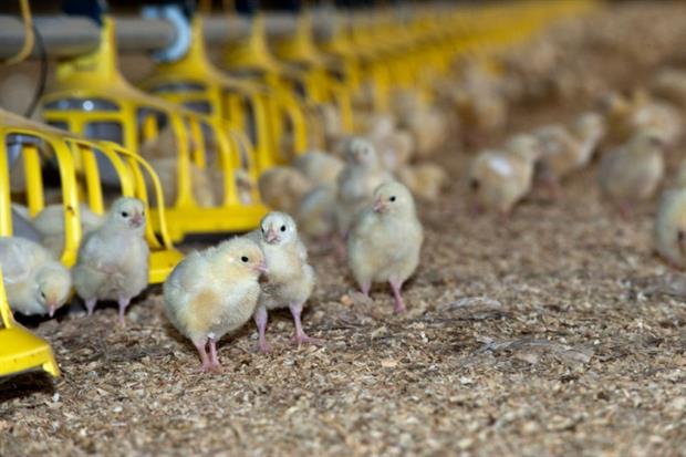 Broilers are raised from chicks to slaughter-weight in about six weeks. Photograph: Farm Images/Getty Images