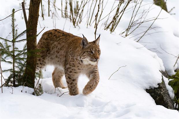 A second application to bring the lynx back to Britain is expected in December. Photograph: Delta Images/Getty Images