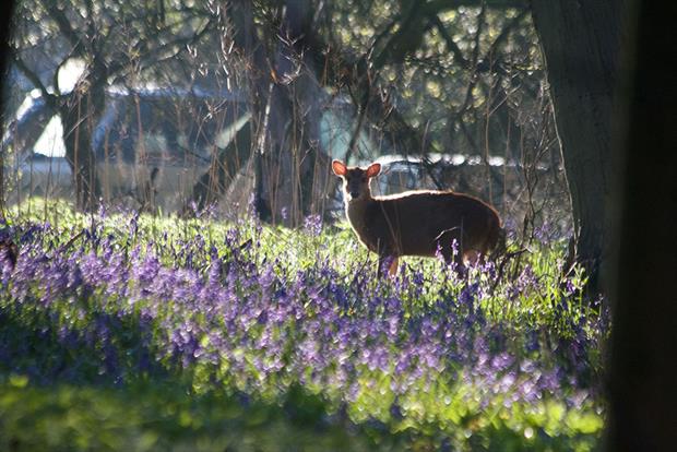 Invasive muntjac deer have been reported to have been damaging bluebell woods during lockdown. Photograph: Philip Dumas/Getty Images