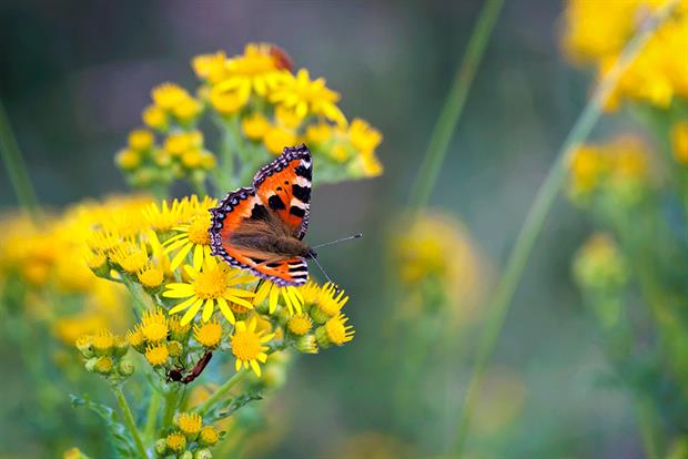 Ecologists have warned against serious flaws in new biodiversity metric. Photograph: Martyn Ferry/Getty Images