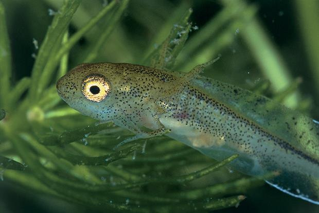 Great crested newt: on-site surveys must be up to date to avoid reassessment. Photograph: Dea/S.Montanari/Getty Images
