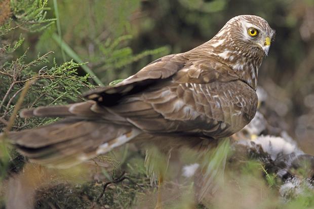 NE raised just £50 was online for its hen harrier reintroduction programme. Photograph: Gilles Martin/Getty Images