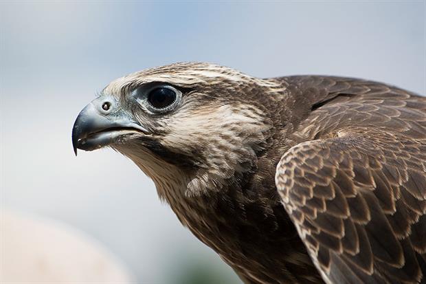 Scottish Natural Heritage has issued its first wild hacking licence for gyrfalcons. Photograph: Gail Shotlander/Getty Images