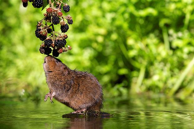 Water voles are among UK species that have experienced sharp declines in number. Photograph: Mark Bridger/Getty Images