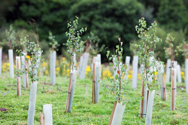 Tree planting: the government has committed £640m to fund the restoration of the natural world. Photograph: Construction Photography/Avalon/Getty Images