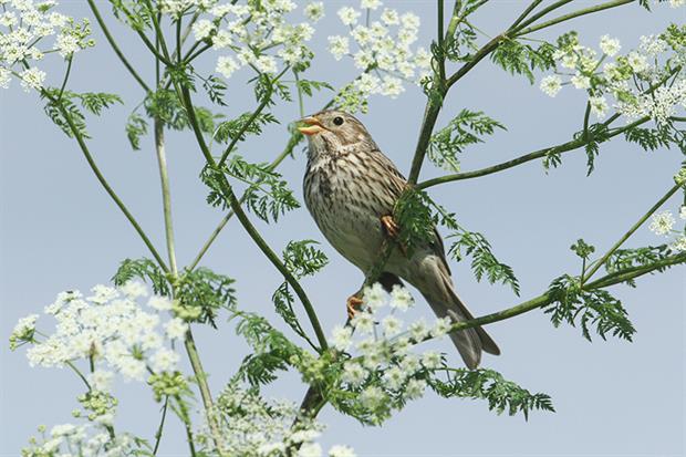 DEFRA's biodiversity indicators show most species in decline, such as the corn bunting. Photograph: Sandra Standbridge/Getty Images