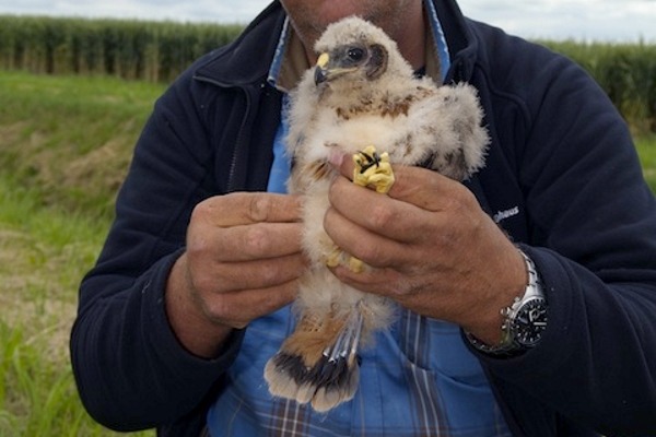 Hen harrier chick