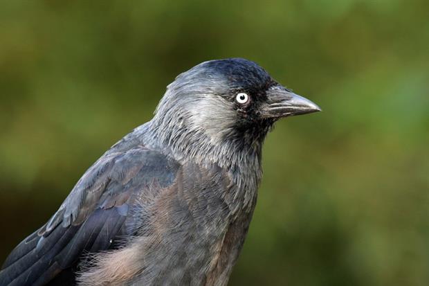 Natural Resources Wales have been threatened with legal action over general licences covering jackdaws. Photograph: Charles J Sharp / Wikimedia Commons