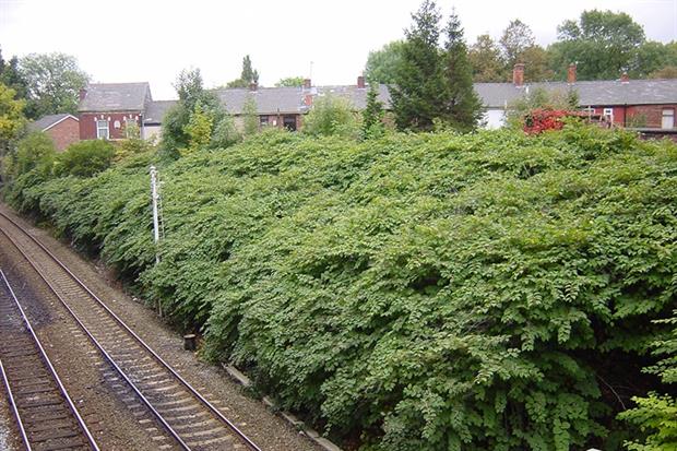 Japanese knotweed growing on a railway line encroaching on nearby homes
