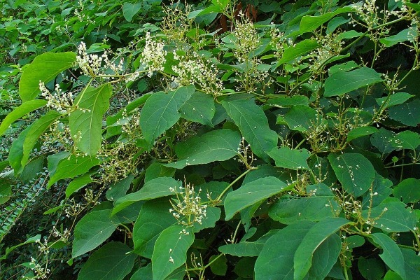 Japanese knotweed