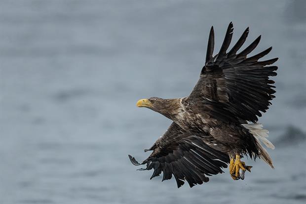 White-tailed eagles have been reintroduced on the Isle of Wight. Photograph: Dan Kitwood/Getty Images