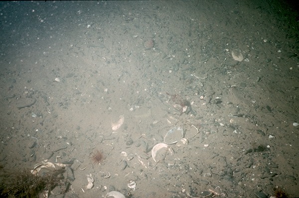 Sea floor after alleged dredging