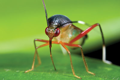 Mirid bug