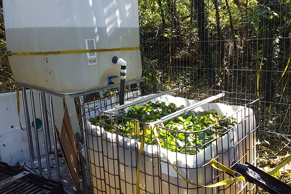 Trial using water hyacinths to treat river pollution