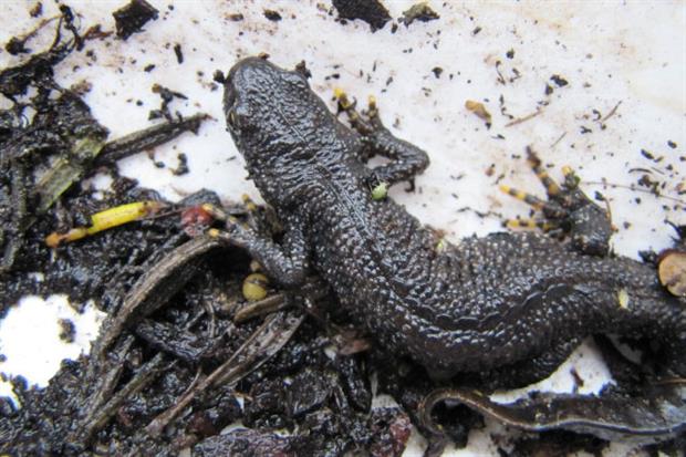 Great crested newts are a protected species. Photograph: Leonora Enking/Flickr
