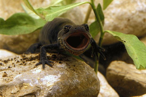 The condition of species in England protected under EU habitats rules is deteriorating. Photograph: Alfio Giannotti/Getty Images
