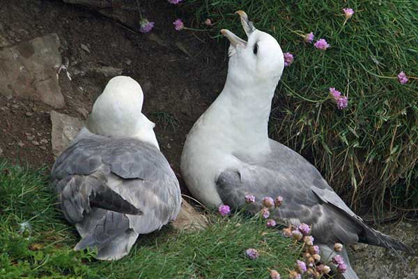 northern fulmar birds nesting on cliff in Scotland