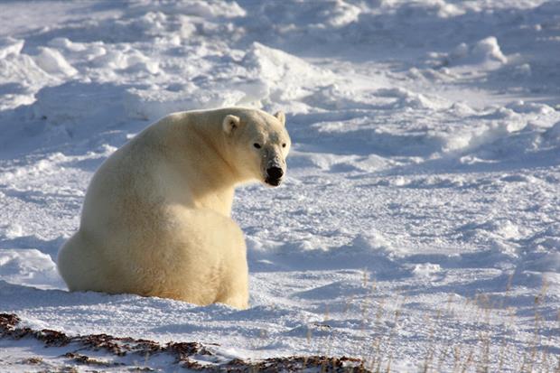 Polar bear