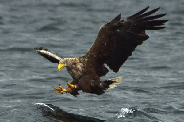 Sea eagle off the Isle of Mull