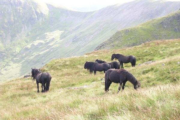 Fell ponies grazing