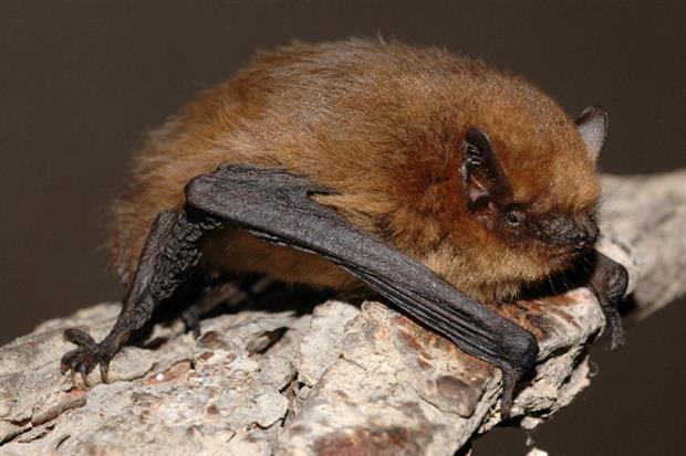 Bellway Homes unlawfully destroyed a roost of soprano pipistrelle bats. Photograph: Evgeniy Yakhontov / Wikimedia Commons
