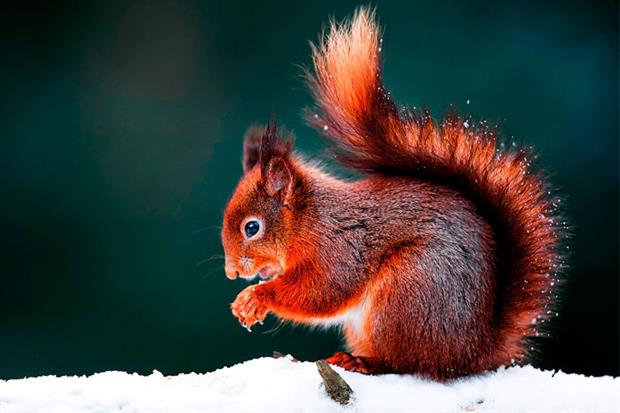 The red squirrel has lost much of its terrain to its grey cousin. Photograph: Westend61/Getty Images
