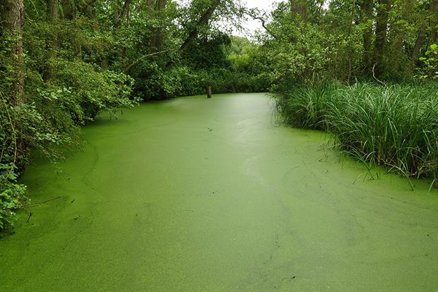 A duckweed-covered channel in Stodmarsh National Nature Reserve. Natural England is worried that excess nitrates are encouraging algae matts in the Stodmarsh area that are killing aquatic wildlife in a process known as hyper-eutrophication