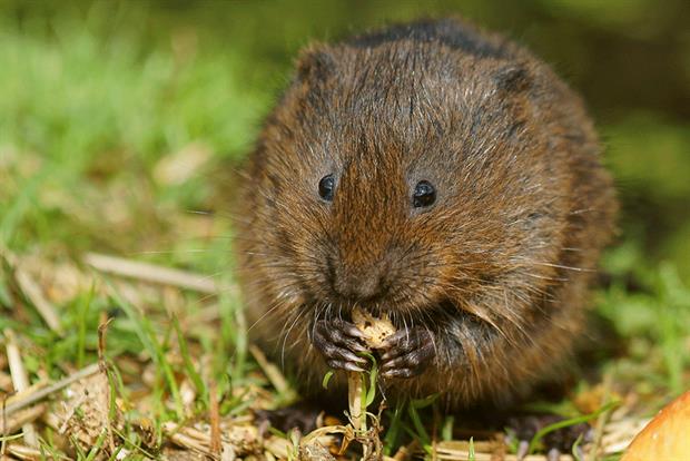 The UK's wildlife is in precipitous decline with the abundance of water voles down at least 94% since the 1990s. Photograph: Peter Trimming/Wikimedia Commons