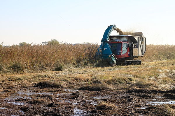 Wetland restoration