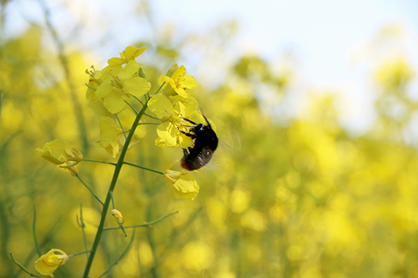 Bee pollinating a rapeseed flower