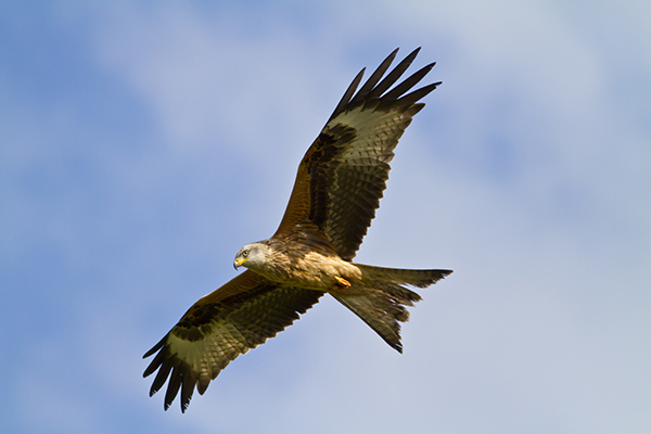 Red kite bird