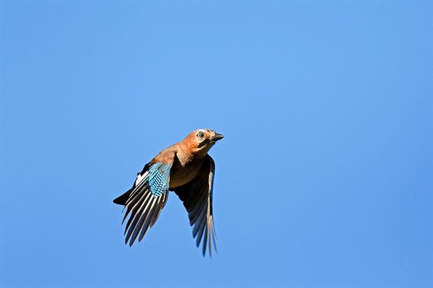 Eurasian Jay. Photograph: Arterra/UIG via Getty Images