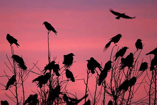 Landowners want lighter touch general control licences. Photograph: David McNew/Getty Images