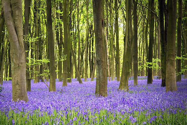 Bluebell flowers in woodland