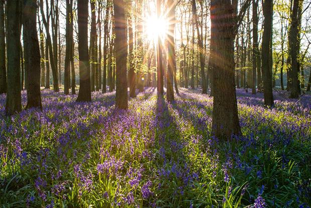 Ministers will need to consider 5 environmental principles when formulating new policy
