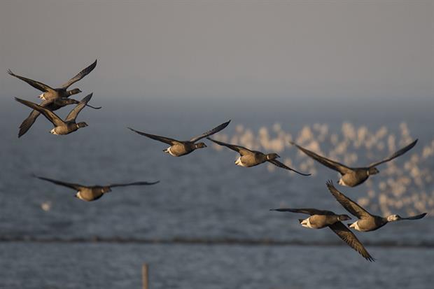 Brent geese: Solent is home to 10% of the global population (picture: Peter Prokosch, Flickr)