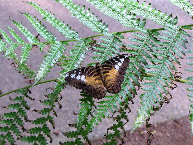 A butterfly. Image: Pixabay