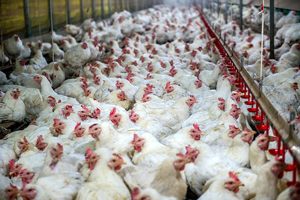 Chicken farm