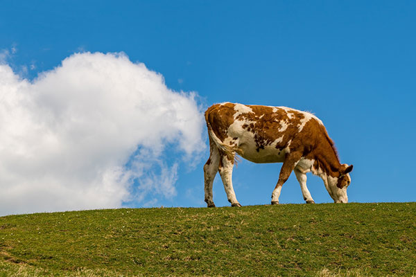 Cow grazing