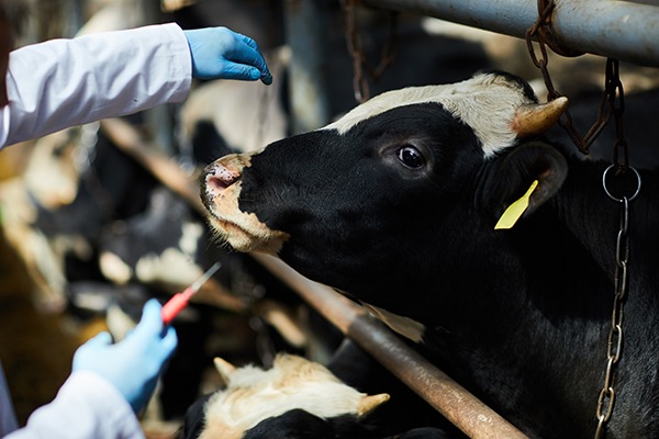 Cow about to receive an injection