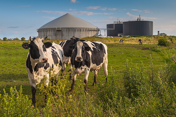 Cows in front of biogas plant