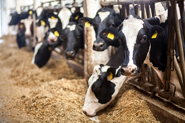 Cows