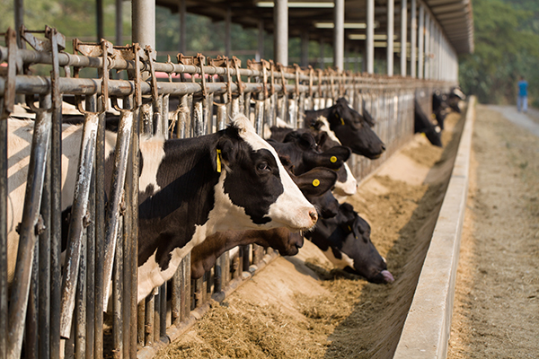 Diary cows feeding from troughs