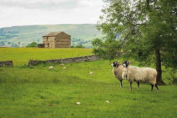 Yorkshire sheep farm