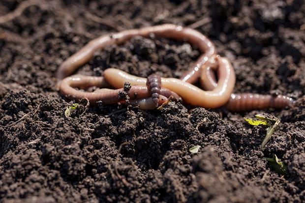 Earthworm
