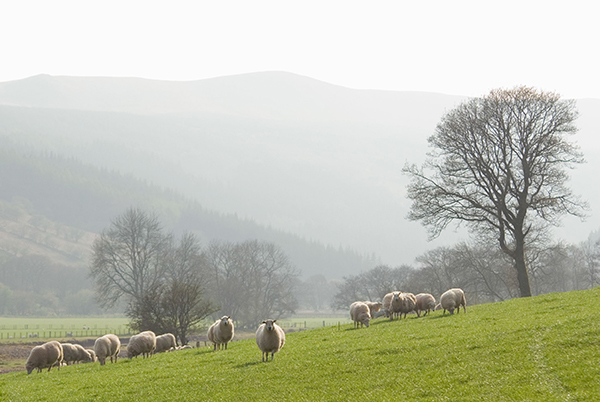 Sheep grazing in farmland
