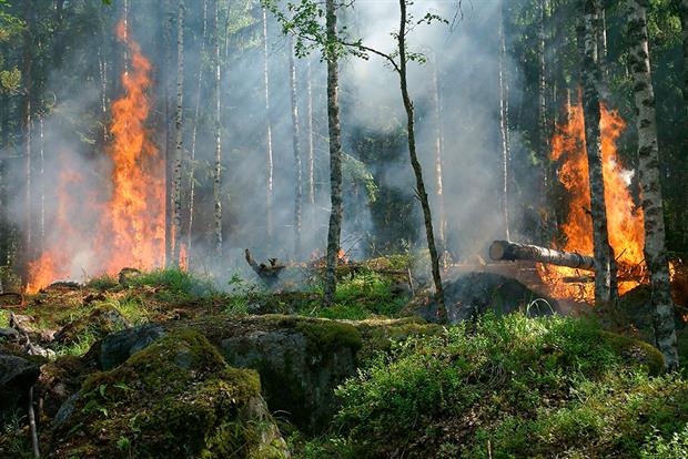 Based on current UN projections, biodiversity will continue to decline in the decade ahead. Photograph: Pixabay