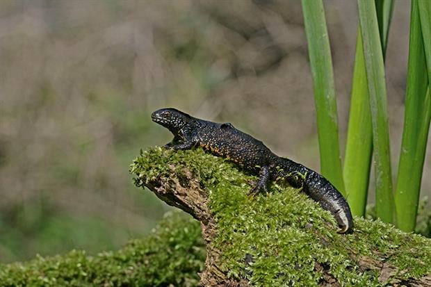 Great crested newt